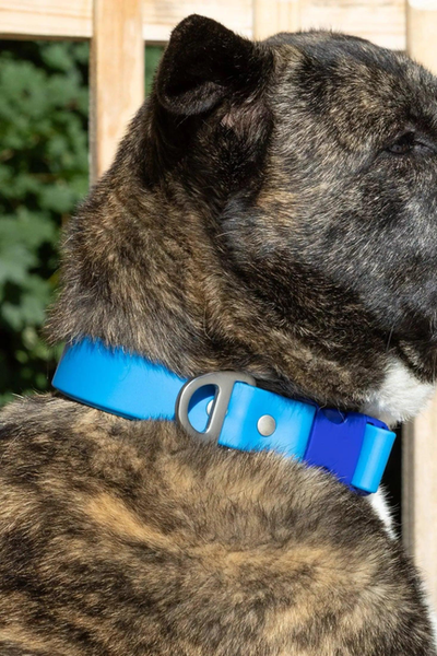 Dockside Adventures Waterproof Dog Collar