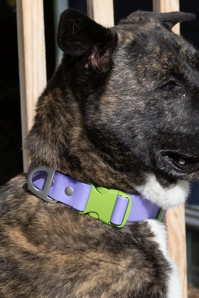 Lavender Garden Waterproof Dog Collar