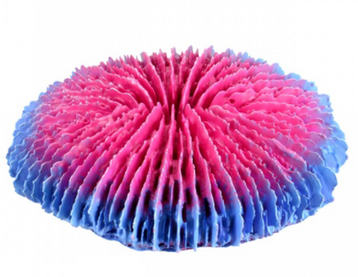 Underwater Treasures Plate Coral - Pink - Small