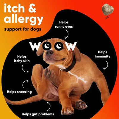 Dr Woow Allergy and Immunity Soft Chews For Dogs
