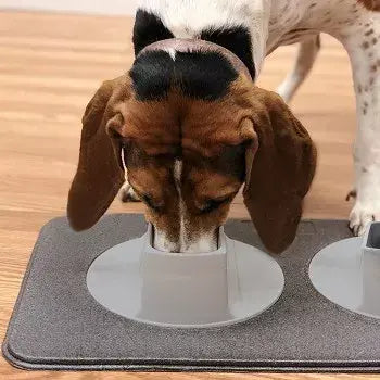 Dog Eating From Ear-Clear - Pet Feeding Station 