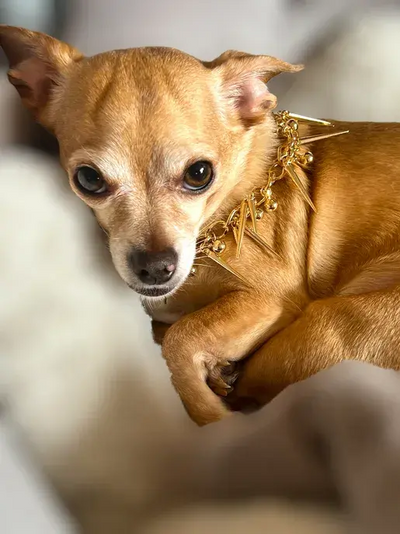 Fabulously Fierce Dog Necklace
